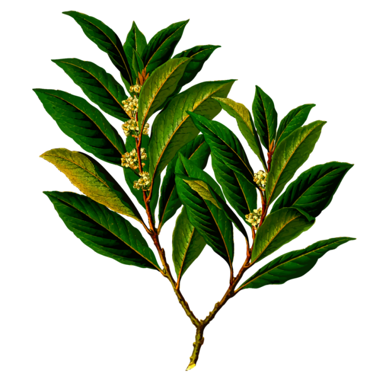 گیاهان داروئی