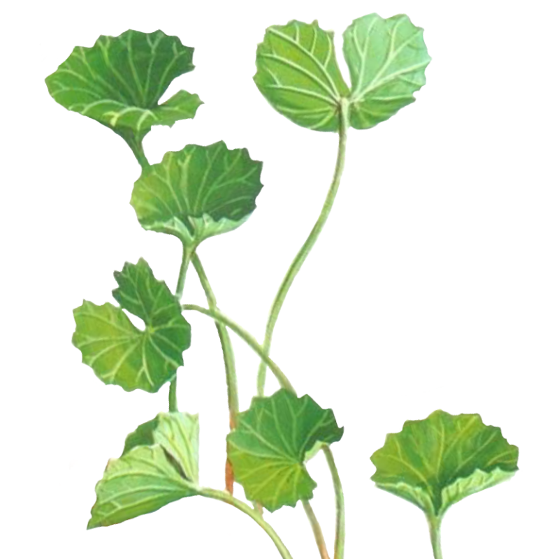 گیاهان داروئی